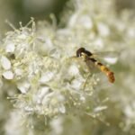 Syrphe porte plume_1589