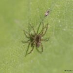 Pardose du groupe lugubris_1595