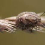 Eurygaster testudinaria_1598