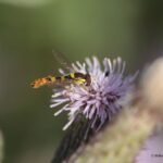 Syrphe porte-plume_1599