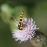 Syrphe porte-plume_1600