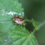 Punaise du bouleau_351