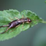 Forficule (ou perce-oreille)_356