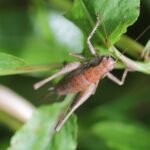 Decticelle cendrée_1613