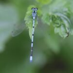 Agrion jouvencelle_1614
