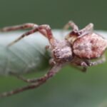 Philodromus sp._1616