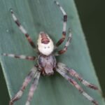 Epeire à 4 points_1619