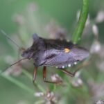 Punaise à pattes rousses_1621