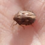 Punaise des céréales_1623