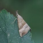 Noctuelle à museau_1627