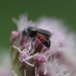 Sphex funerarius_1637