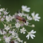 Tenthrède de la rave_1628