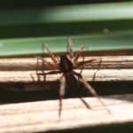 Pardosa amentata_386