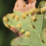 Galle du chêne (Cynips divisa)_388