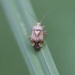 Orthops basalis_1640