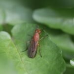 Mouche stercoraire_1642