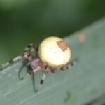 Epeire marbrée_1644