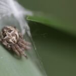 Épeire des roseaux_1645