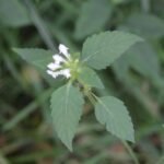 Galéopsis douteux_1648