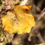 Trémelle mésentérique_434