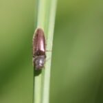 Taupin des jardins_469