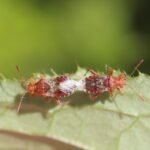 Rhopalus subrufus_470