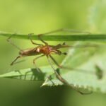 Tétragnathe étirée_471