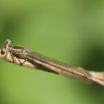 Agrion à larges pattes_466