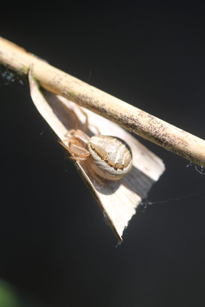 Xysticus ulmi_475