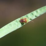 Punaise du bouleau_478