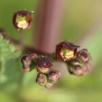 Scrofulaire aquatique_538