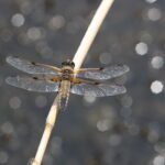 Libellule à 4 taches_539