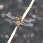 Libellule à 4 taches_541