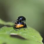 Galéruque de l’aulne_1683