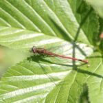 Nymphe au corps de feu_1691