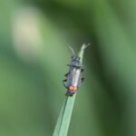 Malachius bipustulatus_1692