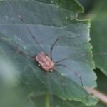 Faucheux de Canestrini_570