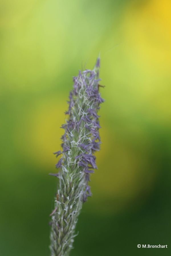 Vulpin des champs (Alopecurus myosuroides)_1701
