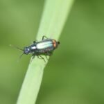 Malachius bipustulatus_1703