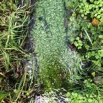 Callitriche des marais_1966