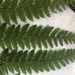 Dryoptéris dilaté_1967