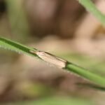 Crambus des chaumes_580