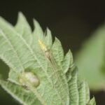 Tétragnathe étirée_581