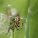 Xystique crêté_1723