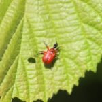 Apodère du noisetier_1725