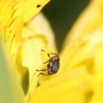 Charançon de l’iris des marais_1726