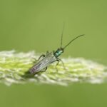 Oedémère noble_1728