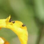 Charançon de l’iris des marais_1727