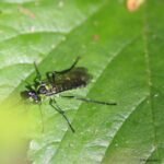 Tenthrède commune_1732