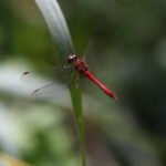 Sympétrum sanguin_1753